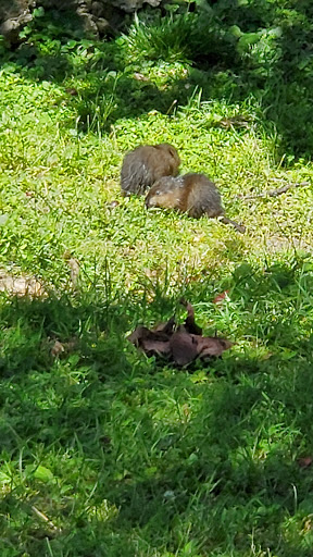 Park «Kingsland Park», reviews and photos, 258 Rutgers Pl, Nutley, NJ 07110, USA