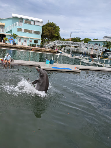 Recreation «Dolphins Plus Oceanside», reviews and photos, 31 Corinne Pl, Key Largo, FL 33037, USA