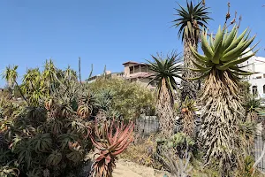 UCLA Mathias Botanical Garden image