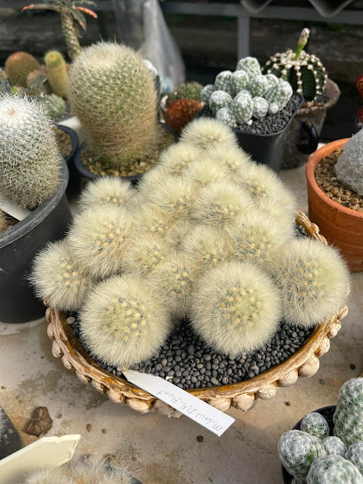 St cactus
