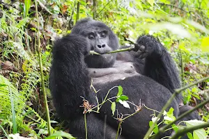 F&M Adventure Safaris: Gorilla Trekking Company in Uganda image
