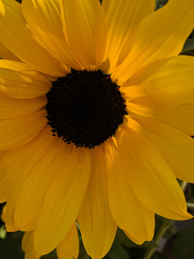 Grocery Store «New Seasons Market Sellwood», reviews and photos, 1214 SE Tacoma St, Portland, OR 97202, USA