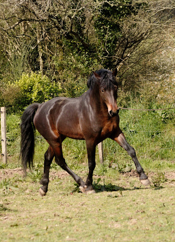 Les Chevaux De Toul Ar C'hoat à Saint-Yvi