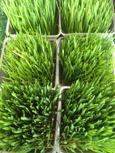 Organic Food Store «Berkeley Natural Grocery Company», reviews and photos, 1336 Gilman St, Albany, CA 94706, USA