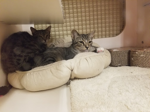 Pet Supply Store «Petco Animal Supplies», reviews and photos, 22000 Dulles Retail Plaza #110, Sterling, VA 20166, USA