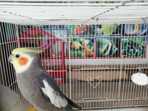 The Pets Corner Shop