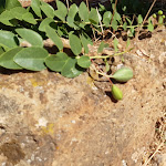 Photo n°1 de l'avis de Mb.� fait le 11/09/2021 à 18:03 sur le  trattoria a favarotta à Khamma Fuori