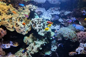 Discovery Reef image
