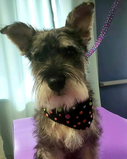 Pet Groomer «U Dirty Dog», reviews and photos, 232 Stevens Entry, Peachtree City, GA 30269, USA