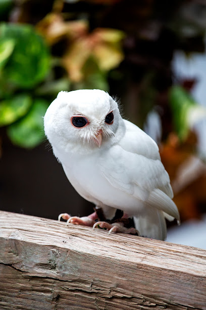 Peace River Wildlife Center