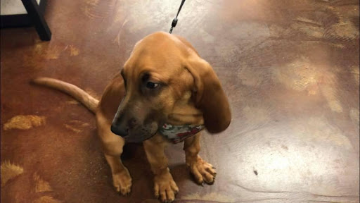 Pet Supply Store «The Good Dog Shoppe Kennesaw/The Good Dog Co.Atl», reviews and photos, 4200 Wade Green Rd NW #5, Kennesaw, GA 30144, USA