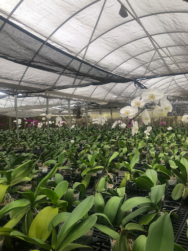 Florist «Dr Delphinium Flower & Orchid House», reviews and photos, 513 W Campbell Rd, Richardson, TX 75080, USA