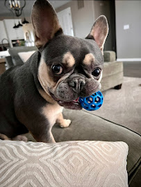 Superior Pet Service - Photo 5 - Car repair in Erie, CO, Thornton