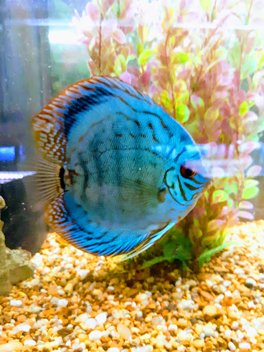 Pet Store «Fins Feathers Paws & Claws», reviews and photos, 436 Main St, Harleysville, PA 19438, USA