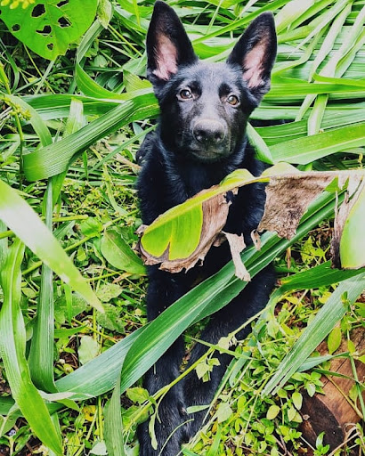 Veterinária Bom Jesus em Americana - SP