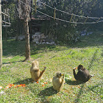 Photo n°27 de l'avis de Paola.a fait le 18/04/2022 à 18:50 sur le  Parco Zoo Falconara Srl à Falconara Marittima