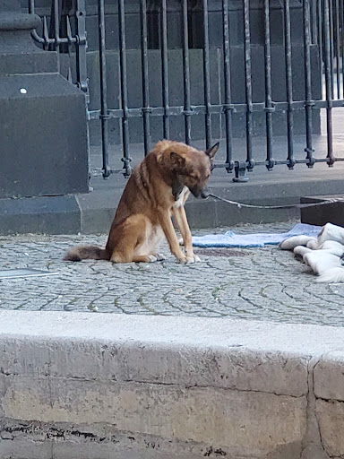Chihuahua Züchter Nuremberg