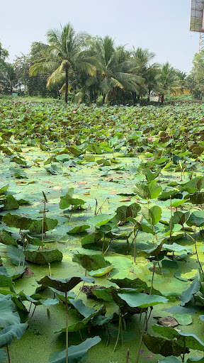 Top 20 cửa hàng cây kiểng Huyện Ba Vì Hà Nội 2022