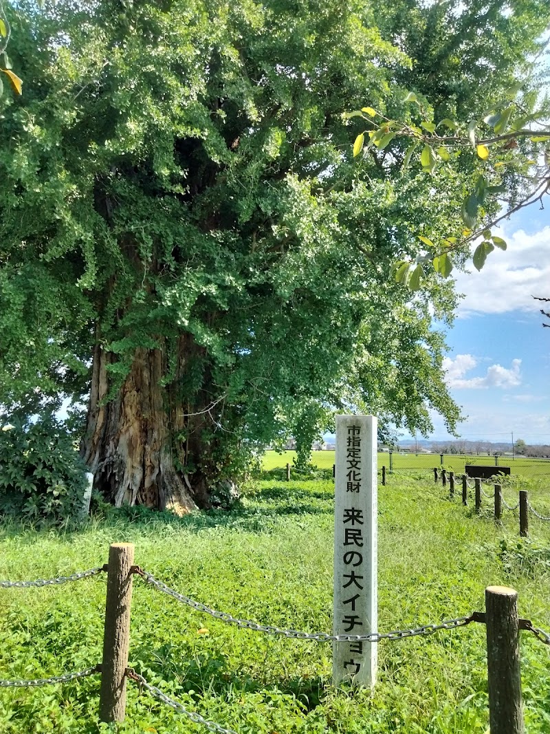 来民の大イチョウ