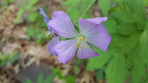 Nature Preserve «Jackson Bog State Nature Preserve», reviews and photos, 7984 Fulton Dr NW, Massillon, OH 44646, USA