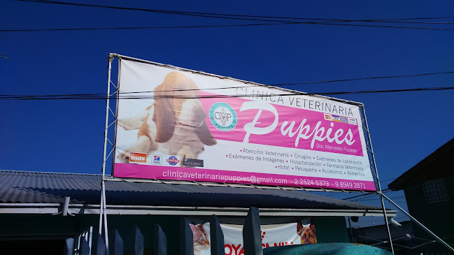 Opiniones de Puppies en San Bernardo - Veterinario