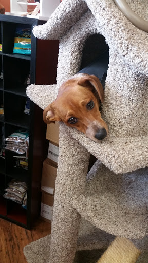 Pet Supply Store «EarthWise Pet Supply», reviews and photos, 7316 Yankee Rd, Liberty Township, OH 45044, USA