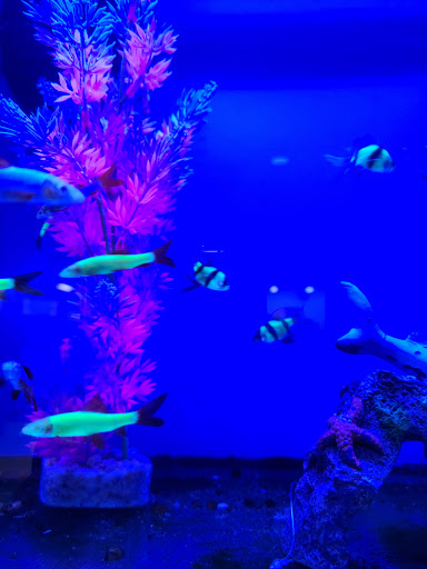 Pet Supply Store «Pet Supplies Plus», reviews and photos, 1262 OH-303, Streetsboro, OH 44241, USA