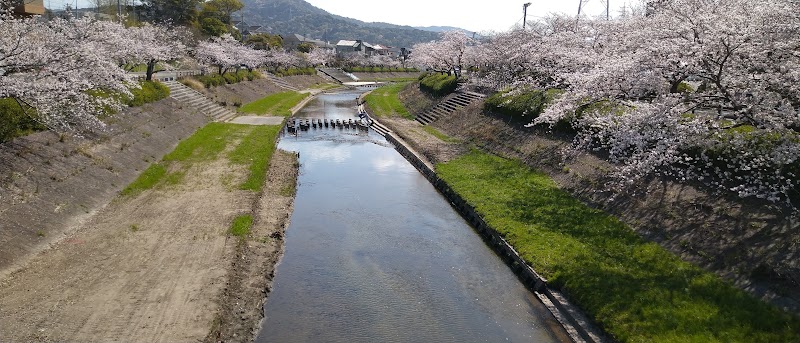 朝倉川の桜