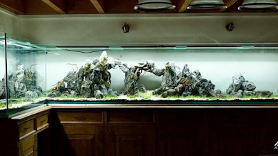 Aquarilis - boutique Aquascaping à Paris 16 à Paris