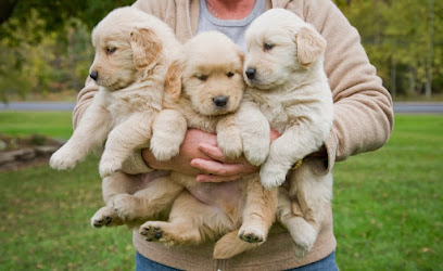 Criadero Golden Retriever Argentina