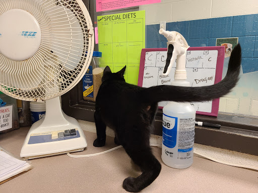 Heartland Humane Society, 398 SW Twin Oaks Cir, Corvallis, OR 97333, USA, 