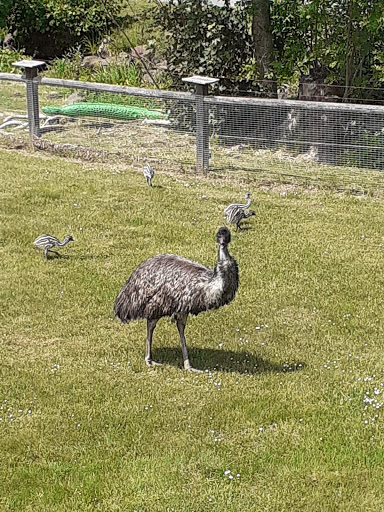 Vogelpark Schotten unter Schotten, 
