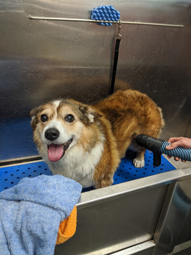 Pet Store «Dog Wash Etc», reviews and photos, 1037 Forest Ave, Portland, ME 04103, USA