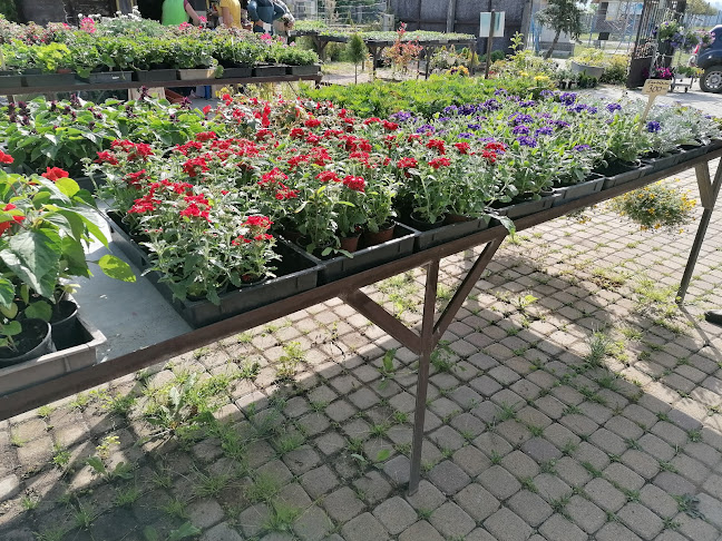 Értékelések erről a helyről: Csákvári Kertészet, Csákvár - Kertészkedő