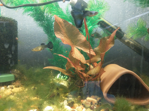 Pet Store «Critters & Co Pet Center», reviews and photos, 11042 WA-525, Clinton, WA 98236, USA