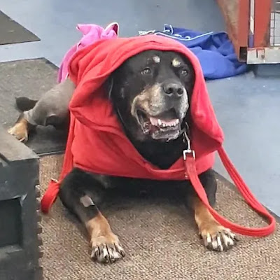 Oak Ride Kennels & Cattery