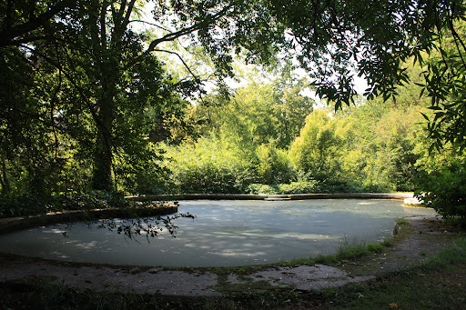 Swans Pond
