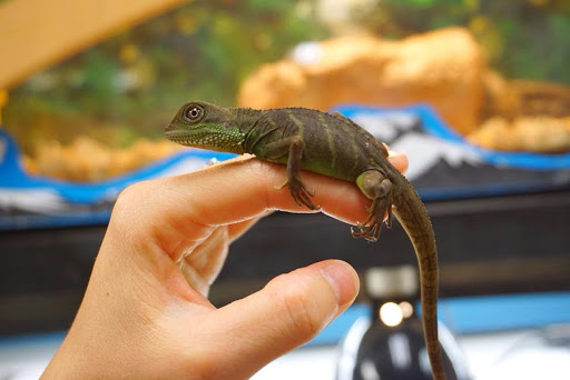 Pet Store «Forever Pets Inc», reviews and photos, 1030 Basse Rd, San Antonio, TX 78212, USA