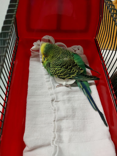 Klinik für Vögel, Kleinsäuger, Reptilien und Zierfische, LMU München unter Oberschleißheim, 