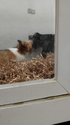 Pet Store «Puppy City», reviews and photos, 3343 Valley Pike, Winchester, VA 22602, USA