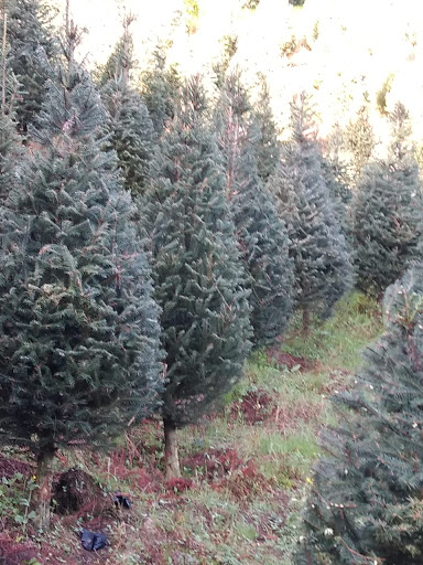 Granja de árboles navideños Cuautitlán Izcalli