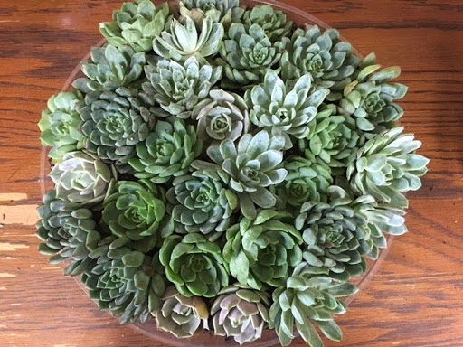 Florist «The Florist at Moana Nursery», reviews and photos, 1110 W Moana Ln, Reno, NV 89509, USA