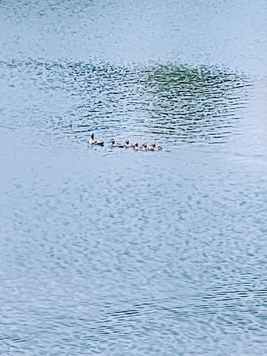 Park «Tuscany Trail Park», reviews and photos, 445 Grape Vine Trail, Oswego, IL 60543, USA