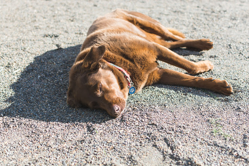 Winery «Coria Estates», reviews and photos, 8252 Redstone Ave SE, Salem, OR 97306, USA