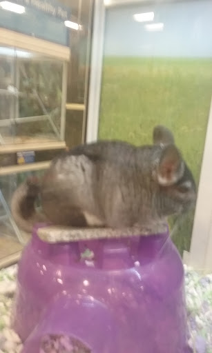 Pet Supply Store «PetSmart», reviews and photos, 9960 N 91st Ave, Peoria, AZ 85345, USA