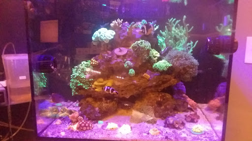 Tropical Fish Store «Barrier Reef Aquariums», reviews and photos, 1717 NE 44th St # A, Renton, WA 98056, USA