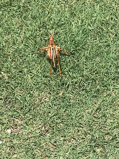 Golf Club «Raptor Bay Golf Club», reviews and photos, 23001 Coconut Point Resort Dr, Estero, FL 33928, USA