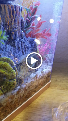 Gift Shop «Asia Gifts & Aquarium», reviews and photos, 763 S 38th St, Tacoma, WA 98418, USA