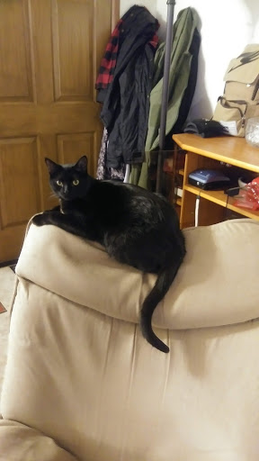 Pet Supply Store «PetSmart», reviews and photos, 17585 Southcenter Pkwy, Tukwila, WA 98188, USA