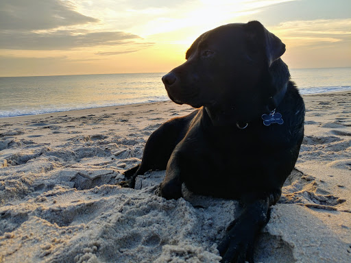 Pet Supply Store «Pet Supplies Plus», reviews and photos, 74-17 Grand Ave, Maspeth, NY 11378, USA